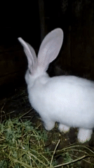 Evening farm life: rabbits, cats, chickens observed feeding