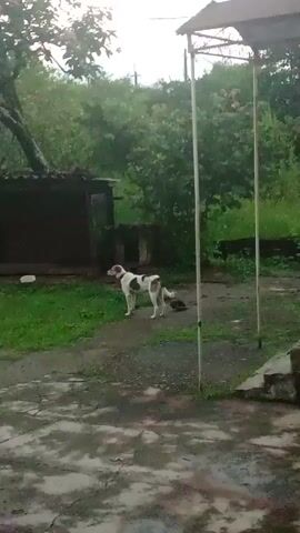 A medium shot shows a white dog with brown markings standing in a yard. The dog is facing left, with its tail slightly raised. Behind the dog is a small, dark-colored structure that appears to be a dog house or shelter. To the left of the shelter is a larger, open-sided structure with a corrugated metal roof, possibly a shed or lean-to. A tree with green leaves is visible behind the larger structure. The ground is wet and appears to be paved with concrete or stone, with patches of grass. In the background, there are more trees and foliage. The overall impression is of an outdoor, possibly rural, setting.