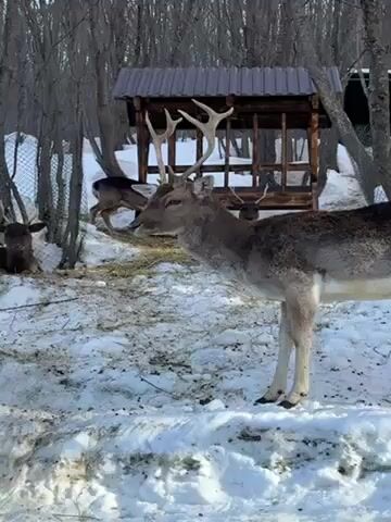 The video shows a group of fallow deer in a snowy environment. One deer with large antlers stands prominently in the foreground. A wooden shelter is nearby, and bare trees surround the area. The deer move around in the snow. The scene appears to be a wildlife park or sanctuary.