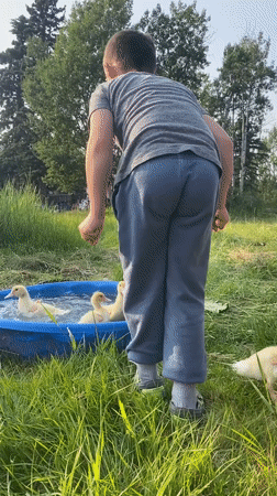 Kids and ducklings in a backyard pool, Haines Junction