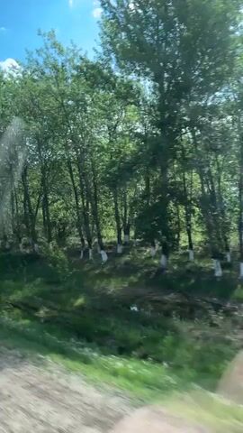 The video shows a view from a moving vehicle, likely a car, looking out towards a row of green trees. The trees are planted close together along a roadside, and their trunks are painted white at the base. There is green grass along the ground beneath the trees. The sky is visible at the top of the frame, with a mix of blue and some light clouds.  The video is slightly shaky due to the movement of the vehicle.  There are a few water spots or debris visible on the window of the vehicle, obscuring the view slightly.