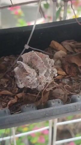 Here is a detailed description of the video:

The video shows a close-up shot of a flower pot, likely on a balcony, filled with dead leaves and a strange, dried-out, mushroom-like growth. The growth is irregularly shaped, with a white, textured surface that seems cracked or brittle. The camera focuses on this growth within the pot. The pot itself is black and rectangular, with drainage holes visible along the bottom edge. In the background, out of focus, are pink and green plants, indicating an outdoor setting with vegetation. There's also a hint of a white railing, suggesting a balcony or similar elevated structure.