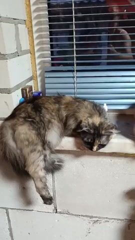 The video shows three cats resting on a windowsill. The first cat, a tortoiseshell, is lying on its side with its head down, appearing to sleep. Next to it, a ginger cat is also lying down, its head resting on its paws and its eyes closed. Further down the windowsill, a black cat is curled up, also asleep. The cats are on a white windowsill, which is positioned in front of a window with blue blinds. Through the window, it appears to be nighttime, as the blinds are down and reflections are visible. The setting looks like a domestic interior, possibly a home in Novozybkov, Russia, given the location context. There is a white radiator visible below the windowsill. The overall atmosphere is peaceful and calm, with the cats comfortably sleeping. There is no visible text in the video.