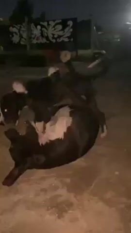 The video shows two dogs playing outdoors at night. One dog is mostly black with white markings on its face, chest, and paws. The other dog appears entirely black. They are wrestling on the ground, tumbling over each other. The ground appears to be dirt or packed sand. In the background, there's a dark fence with a white, stylized floral or abstract design on it. There is some light from unseen sources.