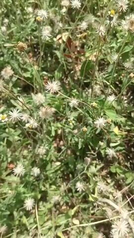 The video shows a close-up, handheld view of a field of small white and yellow wildflowers with green foliage. The camera pans slowly upwards and slightly to the right, offering a continuous view of the dense vegetation. The lighting suggests it is daytime, with natural sunlight illuminating the scene. There are no people or animals visible in the video, and no discernible actions or interactions are occurring beyond the gentle movement of the foliage in what might be a slight breeze. The environment is an outdoor, natural setting.