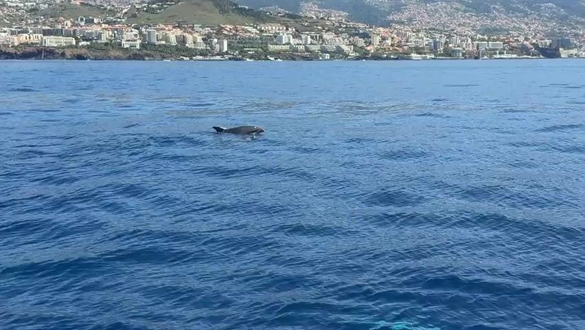 The video shows a dolphin surfacing in the ocean. The dolphin's dorsal fin is visible as it moves through the water, leaving a small wake. In the background, there is a cityscape along the coastline, with hills and buildings visible. The water is a deep blue color, and the sky is clear.