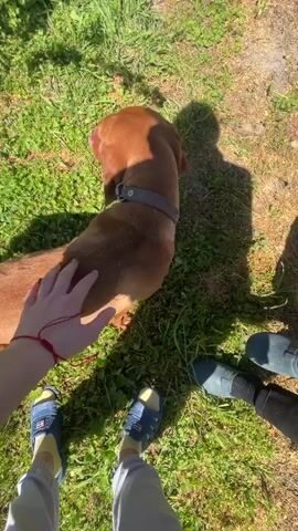 The video depicts a person petting a dachshund in a grassy area. The dog is brown, has short legs, and is wearing a grey collar. The person petting the dog has on blue sandals, grey sweatpants, and a red string bracelet.  Another person is standing next to the person petting the dog, wearing black leggings and dark blue rubber shoes. The sun is shining, casting shadows on the ground. The grass is green, and there are patches of dirt visible.