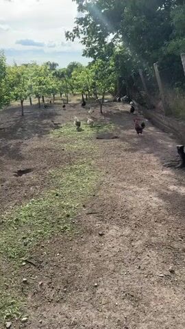 The video shows a farmyard with many chickens and a few geese walking around in the dirt and grass. There are trees with green leaves scattered throughout the farmyard, casting shadows on the ground. In the background, there is a fence and a black water tank. The sky is cloudy with patches of blue. The video appears to be shot in the daytime. There is no sound.
