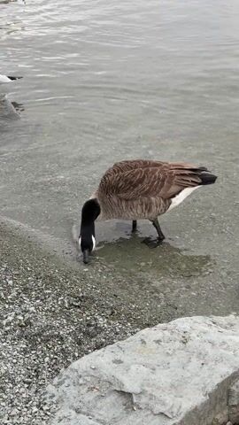 The video shows a Canada goose standing in shallow, clear water next to a rocky shore. The goose has brown and white plumage with a black neck and head, and it is bending its head down into the water, presumably feeding. The water is calm, with small ripples visible. The sky is overcast.