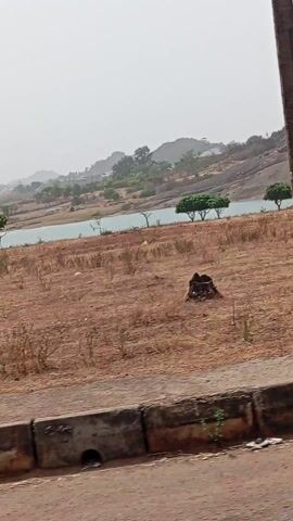The video, filmed from a moving vehicle, displays a dry, rural landscape. The camera appears to be rotated 90 degrees clockwise, so the natural horizon line runs vertically along the left side of the frame.

At the beginning (0:00-0:01), a light blue body of water, possibly a river or canal, stretches across the middle-left of the scene. Sparse green trees and bushes grow along its banks. Beyond the water, rugged hills or mountains rise in the distance under a pale, overcast sky. The foreground and middle ground are dominated by dry, brown vegetation, suggesting an arid environment or dry season. To the far right, a concrete or paved structure, possibly a road or wall, is visible.

As the video progresses (0:01-0:03), the view shifts slightly, moving past the water body and focusing more on the dense, dry, brown bushes and shrubs. The distant hills remain visible.

Around 0:03-0:04, the camera moves closer to a thick cluster of these dry, twiggy bushes, which have small, dark seed pods or faded flowers scattered among their branches. The concrete structure continues to be visible on the right.

By the end of the video (0:04-0:05), the scene opens up to a more expansive view of dry, sandy ground. A large, full-bodied green tree with dense foliage appears on the left, providing a striking contrast to the otherwise predominantly brown and arid surroundings. The concrete structure on the right side of the frame persists throughout the entire clip. The overall impression is one of a sun-baked, rural area with limited greenery, possibly during a dry season.
