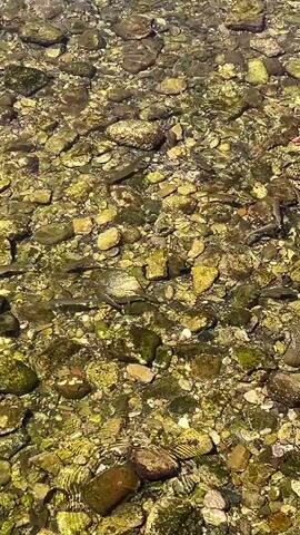 The video shows a clear, shallow body of water with a rocky bottom. Small fish are visible swimming among the rocks and algae. The sunlight reflects off the water's surface, creating shimmering patterns. The water appears to be a stream or a shallow river.