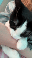 Person cuddles sleeping black-and-white cat in Antwerp morning