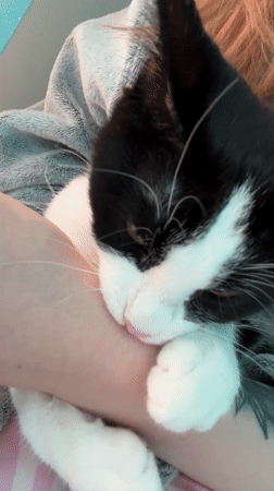 Person cuddles sleeping black-and-white cat in Antwerp morning