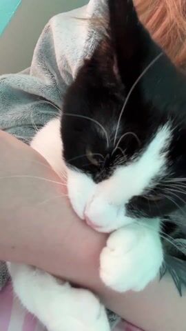 A close-up video shows a black and white cat nestled against a person's arm. The cat is mostly white on its face and paws with black fur covering its ears and part of its head. Its eyes are closed and its pink nose is visible. The person holding the cat is wearing a gray, soft-looking top and pink and white striped bottoms. A tattoo is visible on the person’s arm. The background is slightly out of focus. The cat appears to be purring.