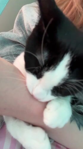 Person cuddles sleeping black-and-white cat in Antwerp morning