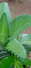 Witness documents wet plants, wasp nests in Vallecito, Venezuela