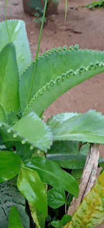 Witness documents wet plants, wasp nests in Vallecito, Venezuela