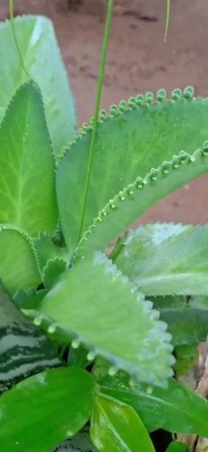 Witness documents wet plants, wasp nests in Vallecito, Venezuela
