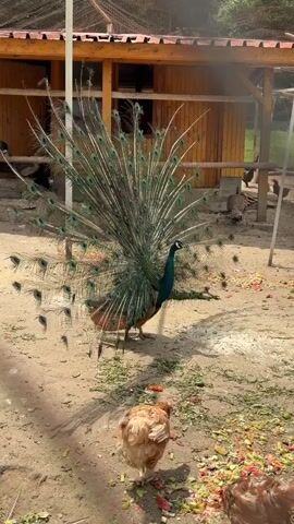 A peacock displays its tail feathers in a dirt enclosure, surrounded by other birds, including chickens. The peacock turns its head to the left, then to the right, before turning its head back to the left. The peacock's tail feathers are fanned out and appear to be brown and green. The peacock is in the center of the frame. In the background, there is a wooden structure with a roof. In the foreground, there is a brown chicken. The ground is covered in dirt and some scattered green and orange food scraps.