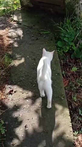 A white cat walks on a concrete path next to a patch of greenery and a tree. The cat turns its head to look at something in the greenery. The scene is outdoors, and the lighting suggests it is daytime.