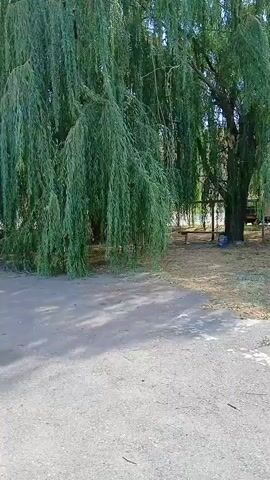 The video shows a large weeping willow tree. The camera pans up the tree, showing its long, hanging branches. The ground beneath the tree is covered in dirt and shadows. In the background, there are other trees and a bench. The sky is visible above the trees. The scene appears to be outdoors during the daytime.