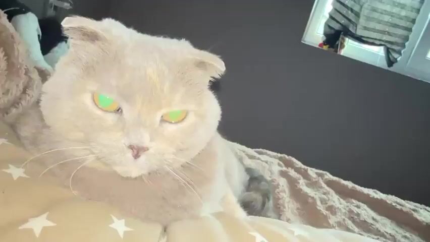 The video shows a close-up shot of a grey Scottish Fold cat lying on a bed. The cat has green eyes and its ears are folded forward. The cat is looking at the camera with a stern expression. The background is blurred but appears to be a bedroom with a window. The cat blinks its eyes slowly. The bed appears to be covered with a blanket that has a pattern of white stars.
