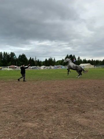 A person in dark clothing runs towards a dappled grey horse in an outdoor field. The horse rears onto its hind legs as the person approaches with a stick. The horse then lowers itself, and the person stops, raises the stick, and then lowers it before approaching the horse and bending towards its head, appearing to interact with it. The person then pats the horse on the neck. The field is a mix of brown dirt and green grass, with trees, fences, tents, and vehicles visible in the background under an overcast sky.