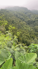 Overcast mountain landscape recorded in Sukasada, Indonesia