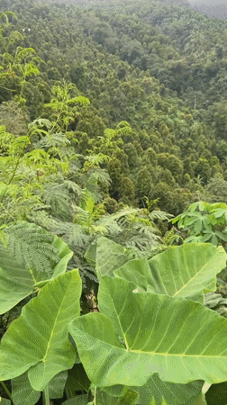 Overcast mountain landscape recorded in Sukasada, Indonesia