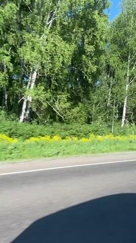 The video is a first-person perspective shot from a vehicle moving along a paved road. On the right side of the road, there is a line of trees, predominantly deciduous, with vibrant green leaves. The trees appear to be in a natural setting, possibly a forest or a park. The ground beneath the trees is covered with lush green grass and interspersed with patches of small yellow flowers. The sky is clear and blue, indicating good weather. The road itself is asphalt and has a white line marking the edge. Shadows from the trees are visible on the road surface, suggesting the sun is shining. The overall impression is a scenic drive through a verdant, natural landscape.