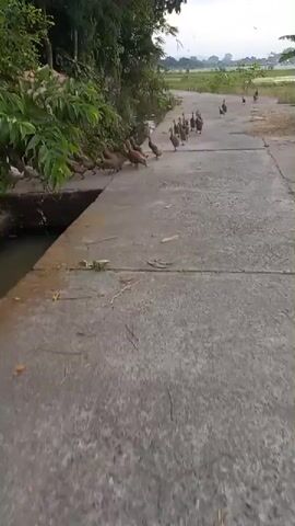 A flock of ducks walks along a concrete path next to a body of water. The path is lined with trees and vegetation. In the background, there is a field and the sky. The ducks appear to be moving in a single file line, with some of them occasionally stopping to look around or interact with each other. The scene is peaceful and natural.