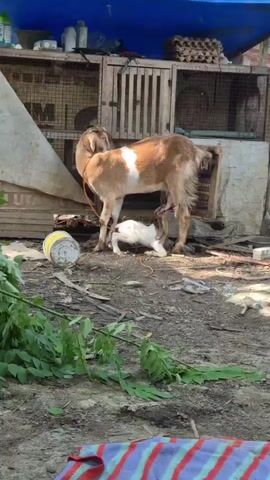 A mother goat stands and nurses her newborn kid. The kid is lying on the ground, suckling from the mother. The mother goat has brown and white fur, and the kid is all white. The scene takes place outdoors in a dirt area with some debris. In the background, there are wooden structures that appear to be enclosures or shelters, possibly for animals. The lighting suggests it is daytime.
