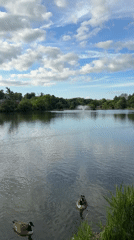 Geese swim peacefully near New Rochelle lake fountain