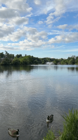 Geese swim peacefully near New Rochelle lake fountain