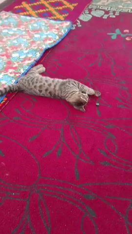 A kitten is lying on its back on a red carpet. The kitten is gray and black with tabby markings. The kitten's paws are in the air. The kitten's mouth is open. There is a small blue object next to the kitten. The kitten appears to be playing with the blue object. The carpet is decorated with a floral pattern in black. To the left of the carpet is a colorful woven blanket.