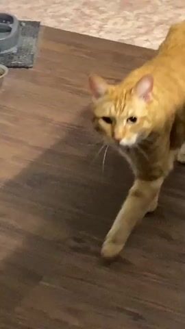 An orange cat walks across a wooden floor towards a sofa. The cat is facing the camera and then turns its head away. It walks past a blurred out object in the background.