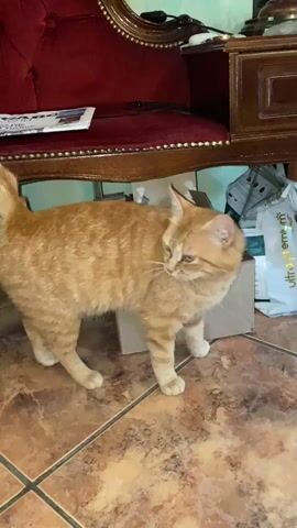 In a short indoor video clip, an orange tabby cat with green eyes stands on a tiled floor. The cat is positioned in the center-right of the frame, facing towards the right side of the screen, with its head slightly lowered as if observing something on the floor near a small cardboard box. Behind the cat, to the left, is a portion of a red upholstered chair with ornate wooden trim, suggesting a classic or antique style. To the right of the chair is a wooden side table or cabinet. In the background, behind the cat, a white bag with "Ultra Premium" visible text can be seen.

A human voice is heard saying "Dis-moi quelque chose" (Tell me something) and "Oui, oui" (Yes, yes), to which the cat responds with a soft, quiet sound. The setting appears to be a domestic interior, possibly a living room, in Courpière, France, given the spoken language.