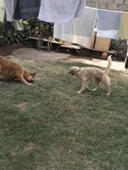Dogs play in a Nairobi yard; a cat rests post-treatment nearby.