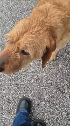 A low-angle shot depicts a brown, medium-sized, shaggy dog standing on a gray asphalt surface with small pebbles. The dog, positioned mostly in the right portion of the frame, faces towards the left. The camera focuses primarily on the head and upper body. A hand with painted fingernails reaches into the frame and gently pets the dog’s head. The dog appears calm and allows the interaction.  The asphalt ground appears level and uniform, speckled with small stones.