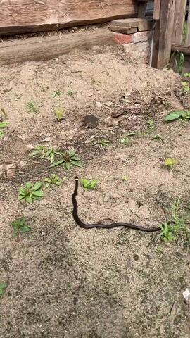 A black snake is seen on sandy dirt outdoors, near a wooden building base. Small green plants are scattered in the dirt. Someone is speaking to Alexei.