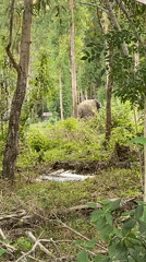 Elephant spotted amid construction activity in Choeng Thale, Thailand