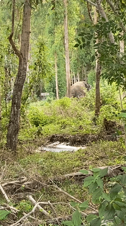 Elephant spotted amid construction activity in Choeng Thale, Thailand