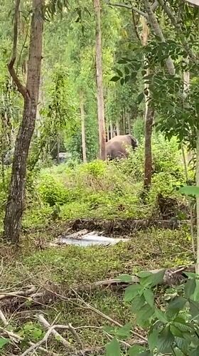 Elephant spotted amid construction activity in Choeng Thale, Thailand