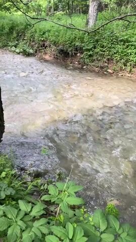 The video shows a wooded area with a small, shallow stream running through it. The water is clear and flows over rocks and pebbles. The banks of the stream are covered in green vegetation, including grass and leafy plants. A large tree trunk sits right next to the stream, partially immersed in the water. On the left side of the stream, a dirt path runs alongside the water. The trees in the area are tall and green, creating a lush canopy overhead.  A person wearing white shoes walks along the path for a moment. The overall impression is one of a peaceful, natural setting.