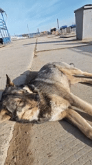 Dog rests on concrete in Russian parking area