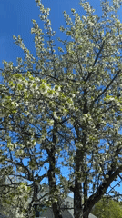 Spring morning scenes captured in Nizhny Novgorod neighborhood