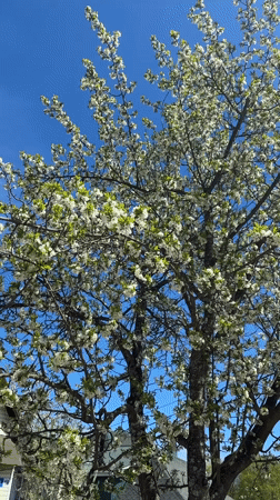 Spring morning scenes captured in Nizhny Novgorod neighborhood