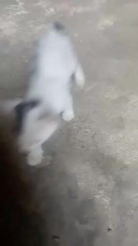 The video shows a white cat with black markings on its head and back. The cat appears to be looking down and is in focus in the first frame. The second frame is very blurry, but it appears the cat is moving. The background is a neutral, earthy tone.