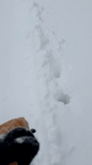 Early morning snowboarding and walking recorded in Niseko