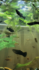 Aquarium life and garden scenes in Tiraspol morning